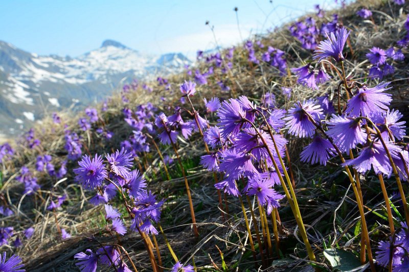Soldanella Carpatica цветок