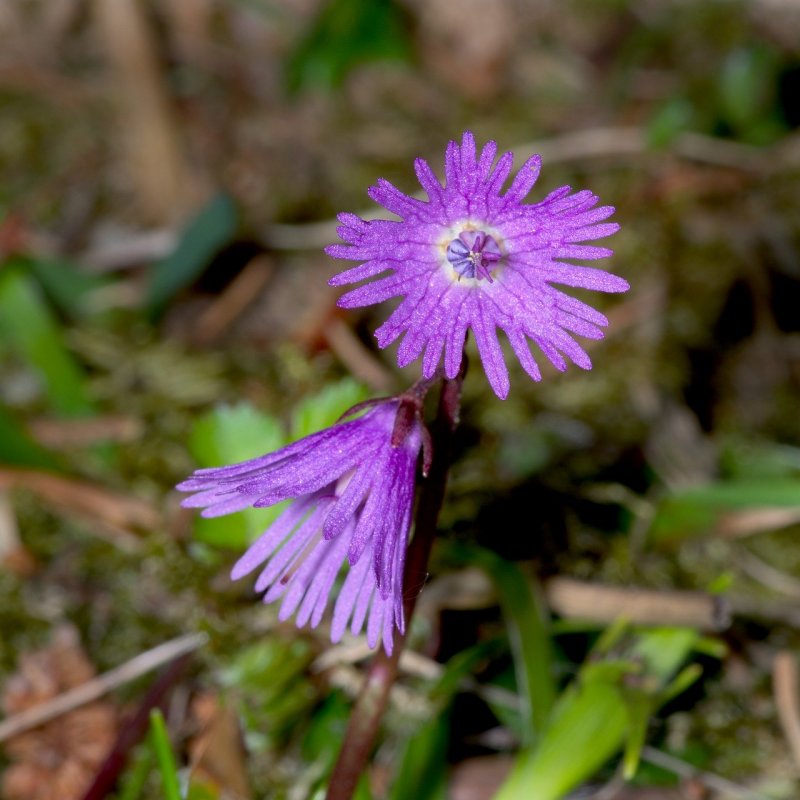 Сольданелла (Soldanella)