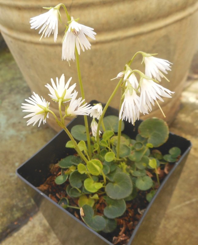 Soldanella Carpatica цветок