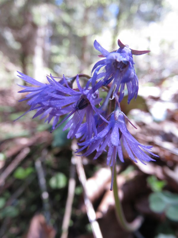 Сольданелла Альпийская (Soldanella Alpina)
