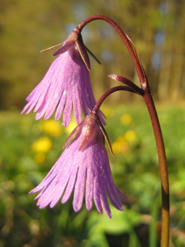 Сольданелла (Soldanella)