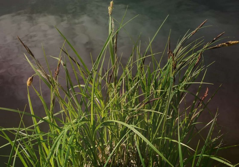 Осока теневая Carex umbrosa