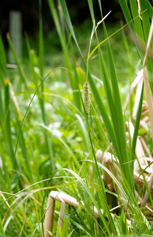 Осока Carex