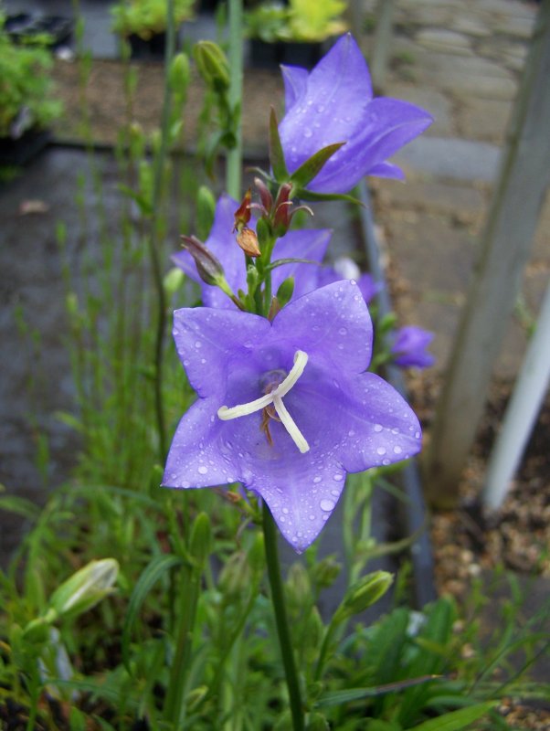 Campanula persicifolia Telham Beauty