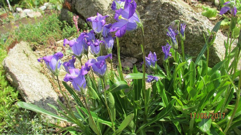Campanula bellidifolia