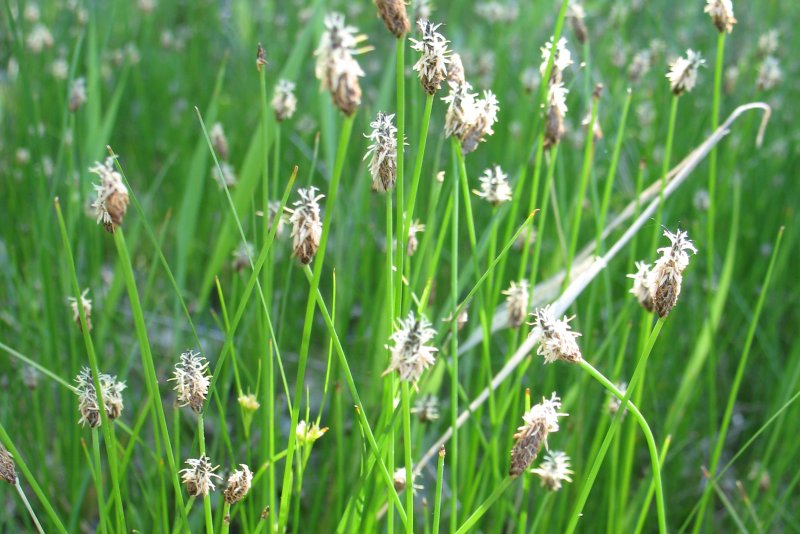 Carex duriuscula
