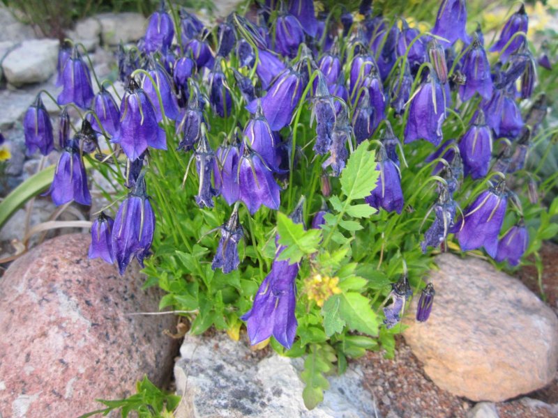 Колокольчик "g.f. Wilson" (Campanula)