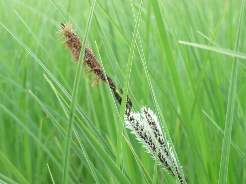 Осока острая (Carex acuta)