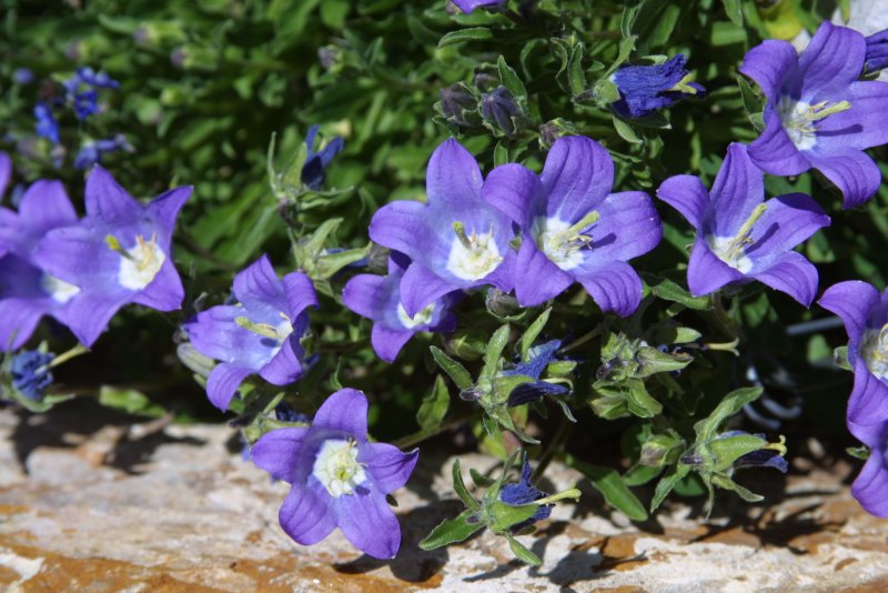 Campanula bellidifolia