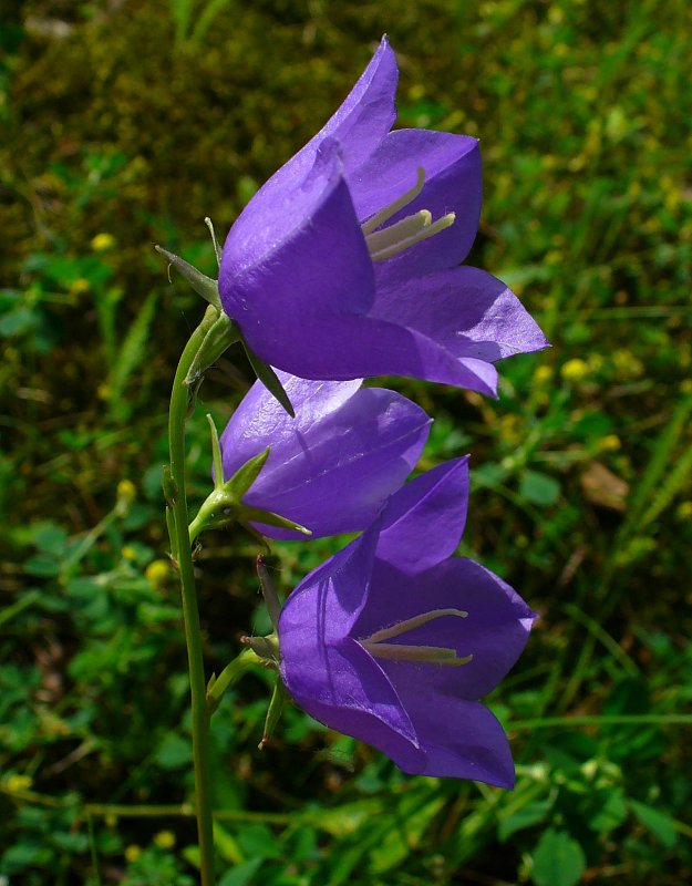 Колокольчик персиколистный caerulea