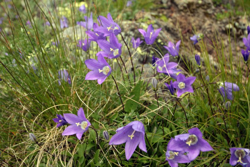 Campanula Saxifraga