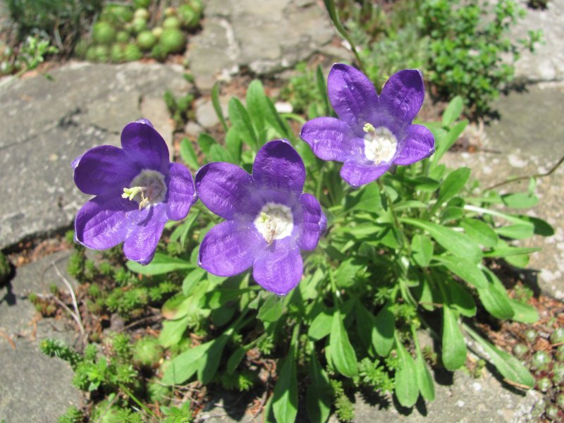 Колокольчик Оше Campanula aucheri
