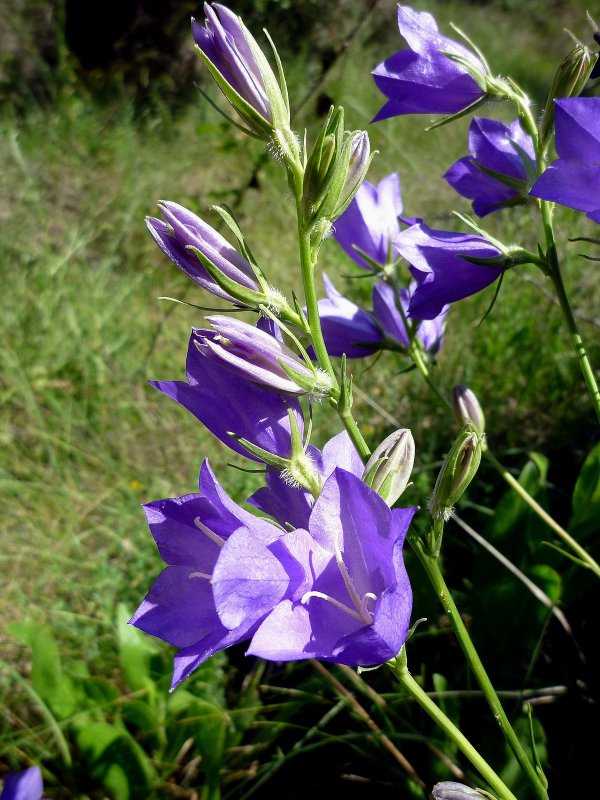 Колокольчик персиколистный Campanula persicifolia