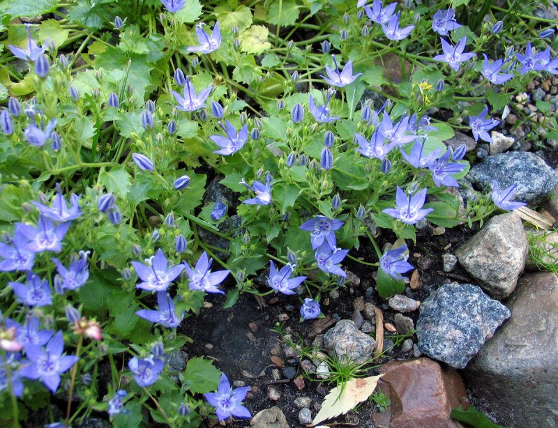 Колокольчик гарганский Campanula garganica Filligree Purple