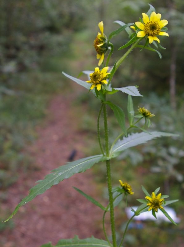 Asteraceae (Астровые)