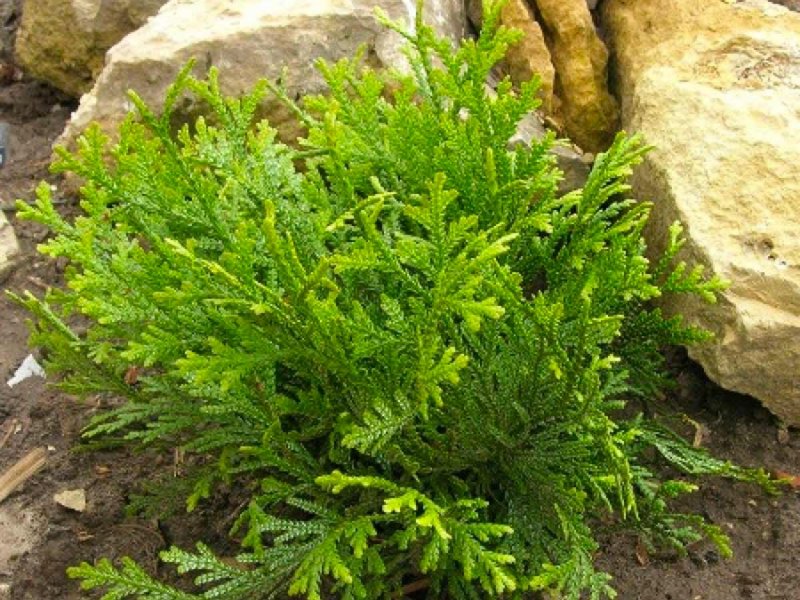 Туевик поникающий (Thujopsis dolabrata)