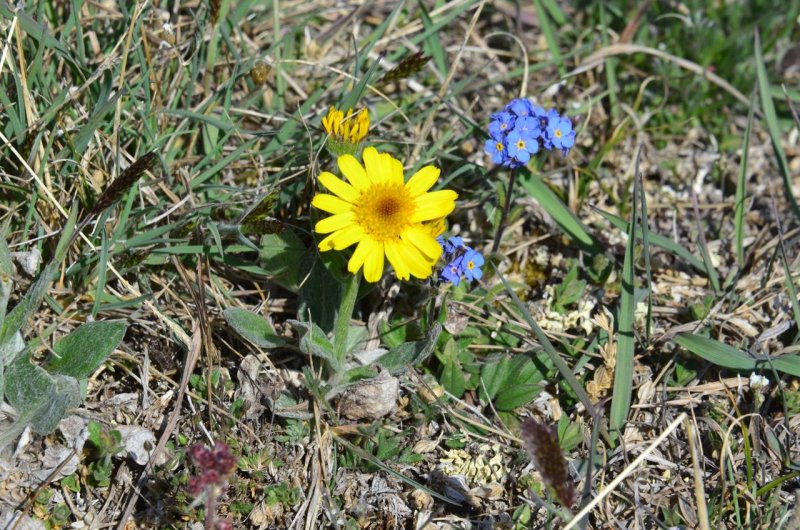 Растения Asteraceae