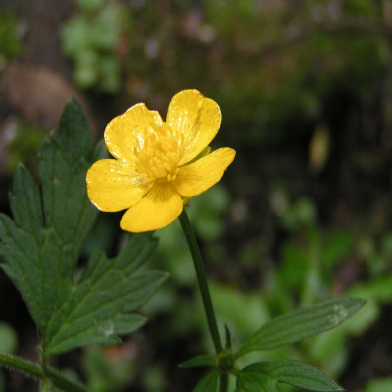 Одуванчик лекарственный Taraxacum officinale Wigg.
