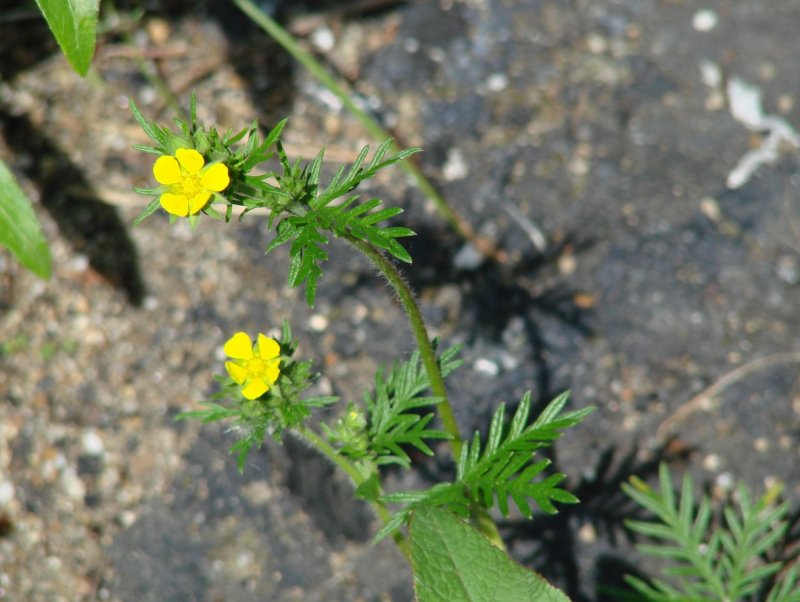 Мать и мачеха (Tussilago Farfara)