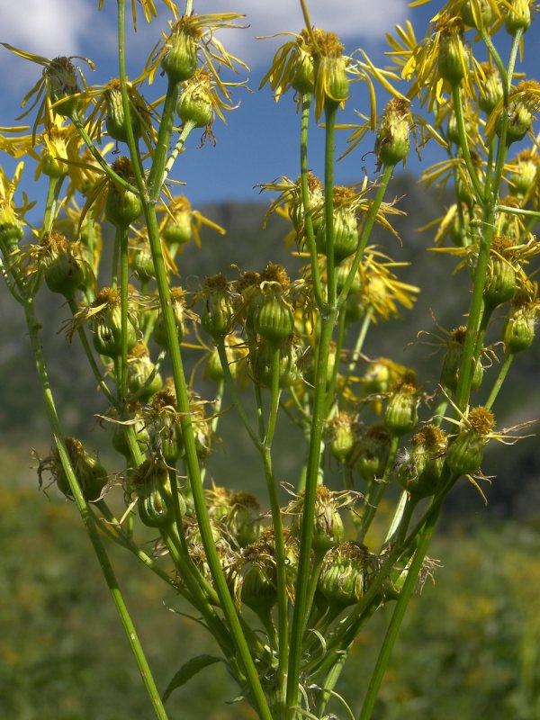 Asteraceae with small Orange Flowers