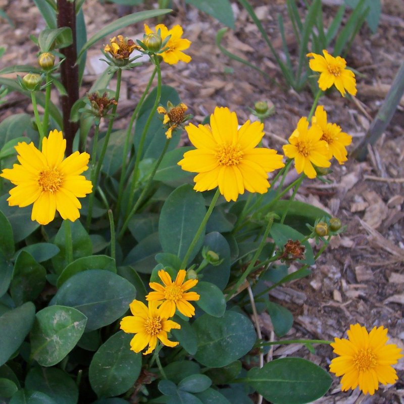 Tephroseris frigida