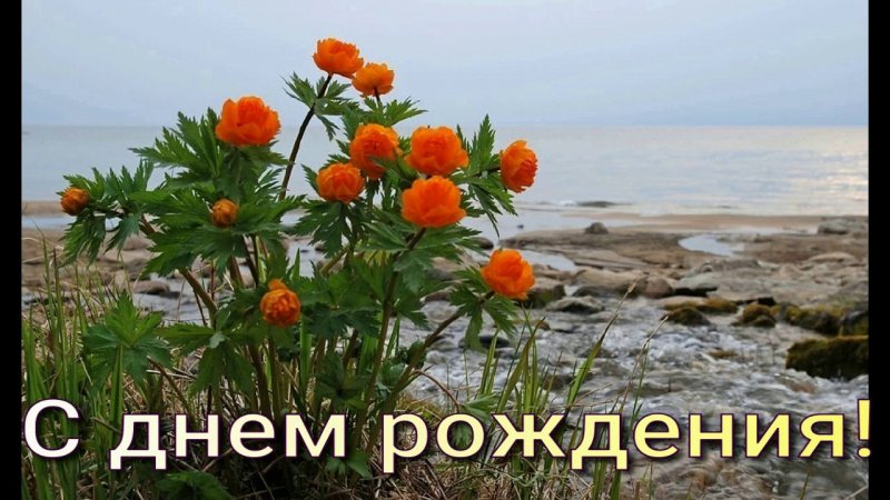 Эдельвейс Альпийский