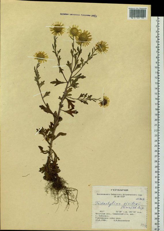 Compositae (Asteraceae) - Сложноцветные