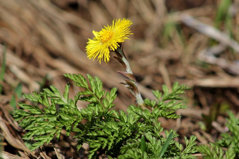 Кореопсис Coreopsis auriculata Nana