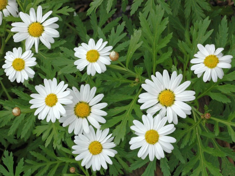 Мать-и-мачеха обыкновенная (Tussilago Farfara).