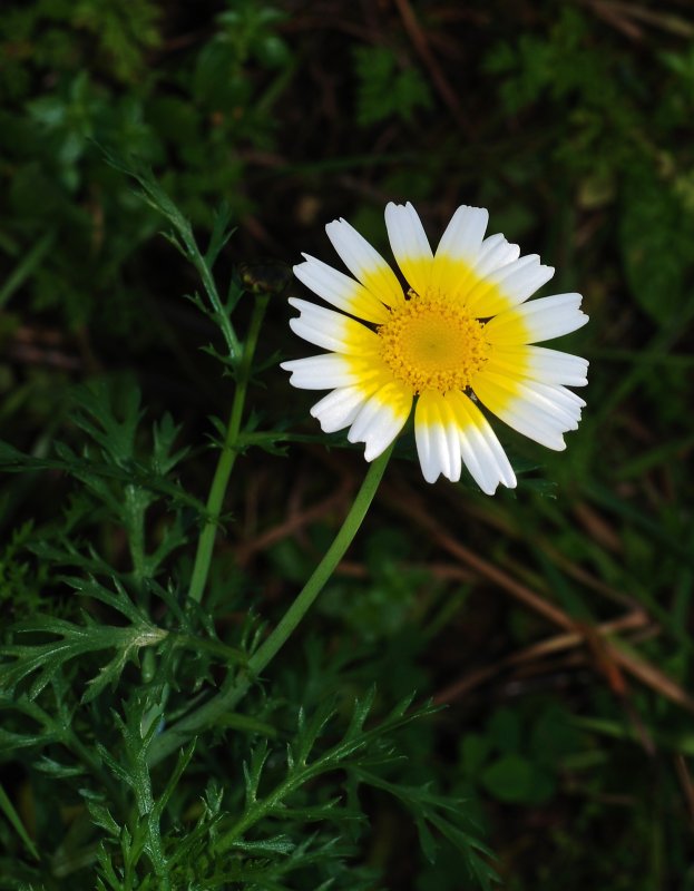 Латук Дубравный семейство Астровые – Asteraceae