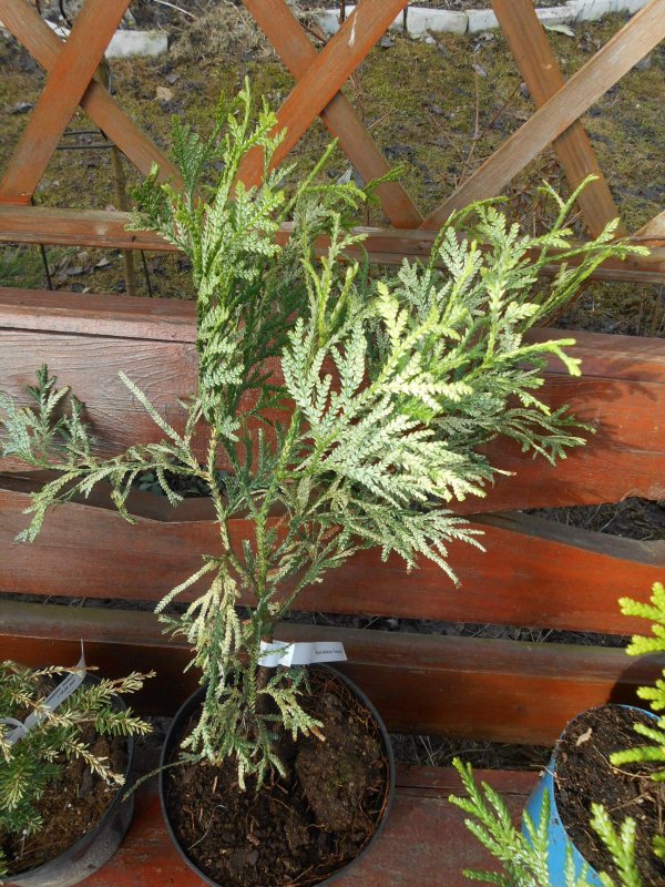 Туевик долотовидный (Thujopsis dolabrata "variegata