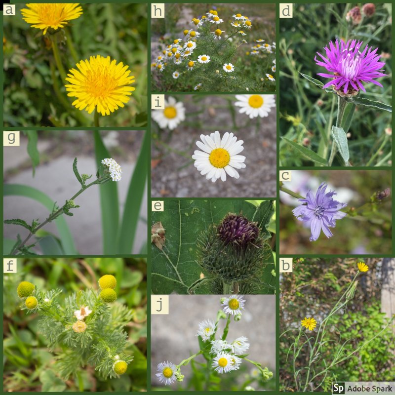 Asteraceae (Астровые)