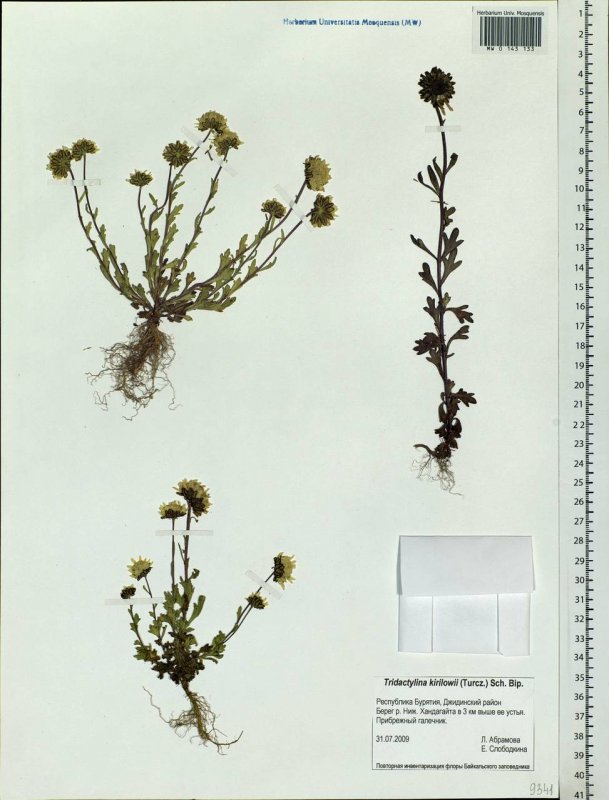 Растения Asteraceae