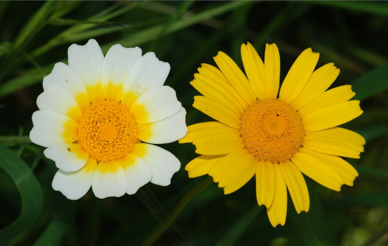 Symphyotrichum lanceolatum