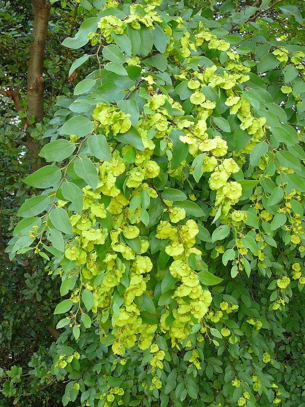 Paliurus spina-Christi