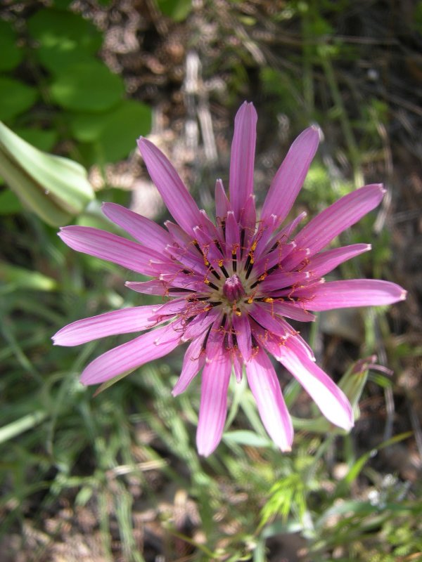 Erigeron trimorphopsis