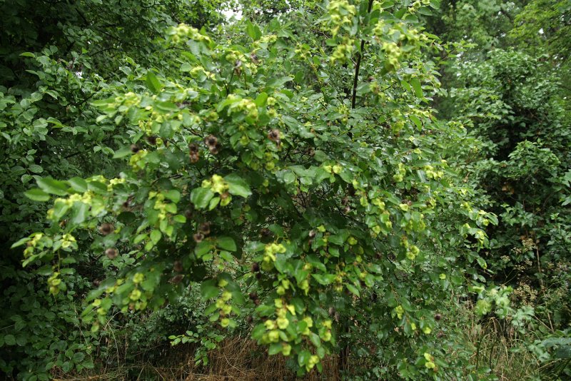 Paliurus hemsleyanus