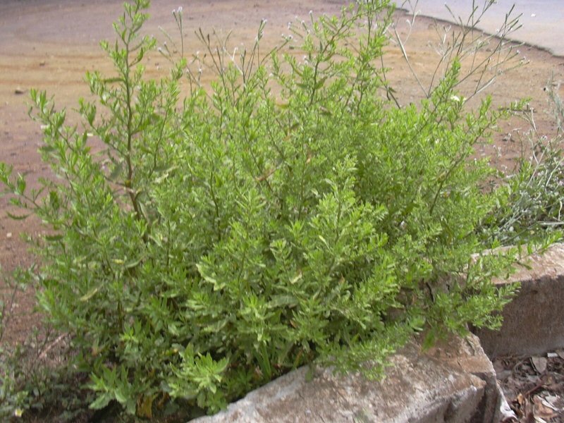 Chenopodium pallidicaule