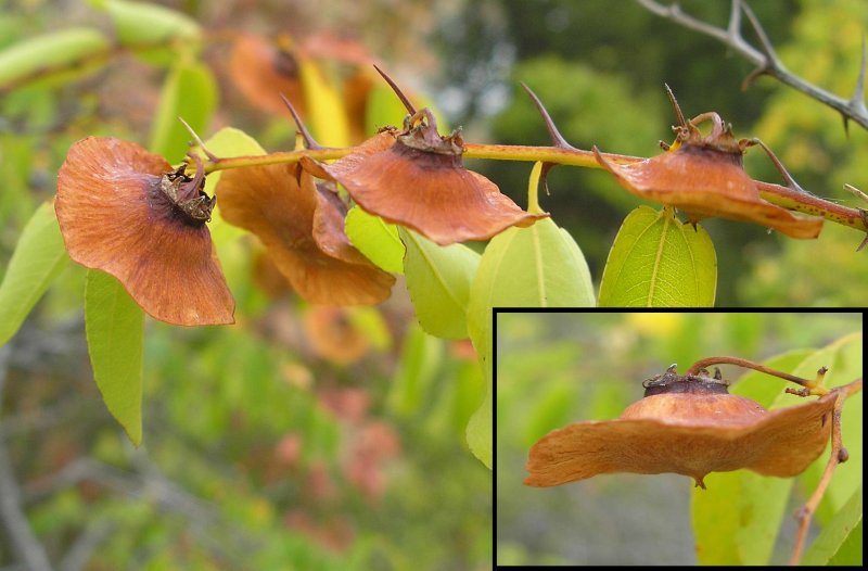 Paliurus spina-Christi Mill. (Семейство Rhamnaceae)