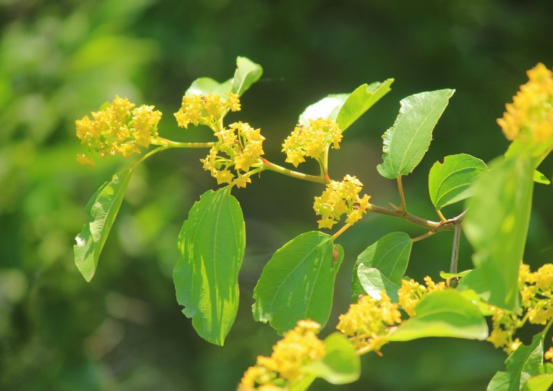 Paliurus hemsleyanus