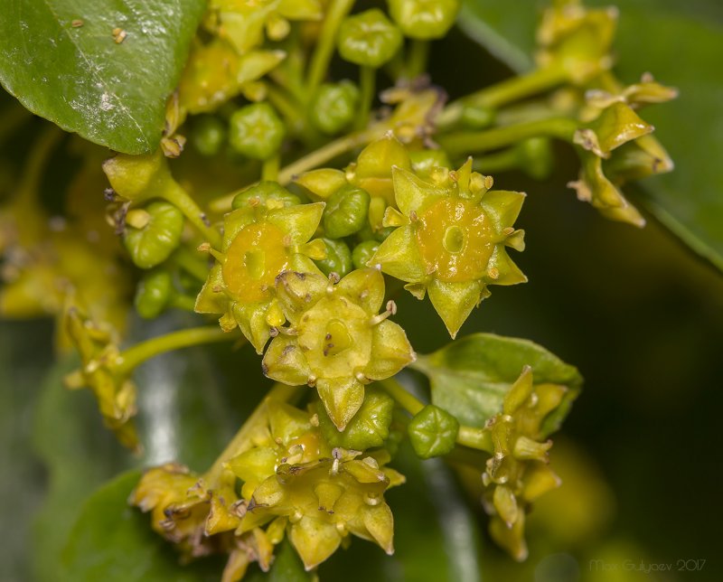 Paliurus spina Christi Mill Fruit