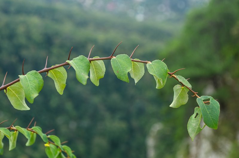 Paliurus spina-Christi