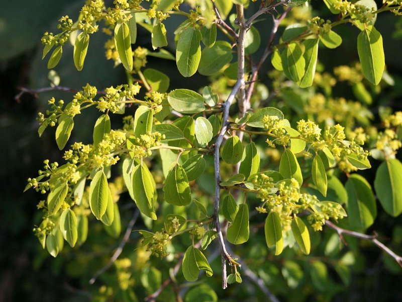 Paliurus spina-Christi