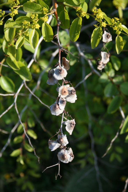 Paliurus hemsleyanus