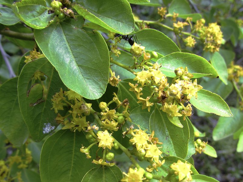 Paliurus spina-Christi
