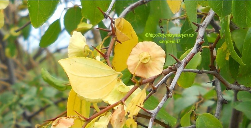 Cyclocarya Paliurus