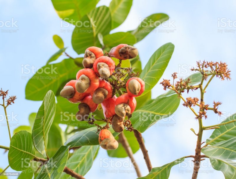 Cyclocarya Paliurus колючки