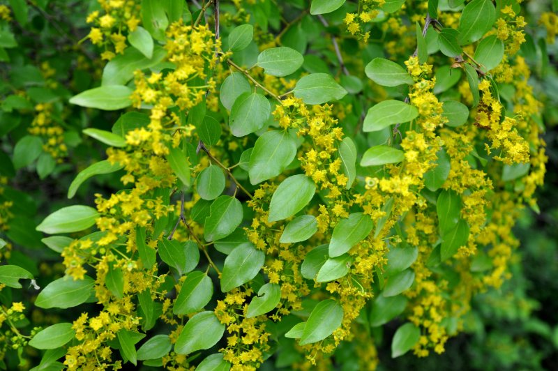 Paliurus spina-Christi