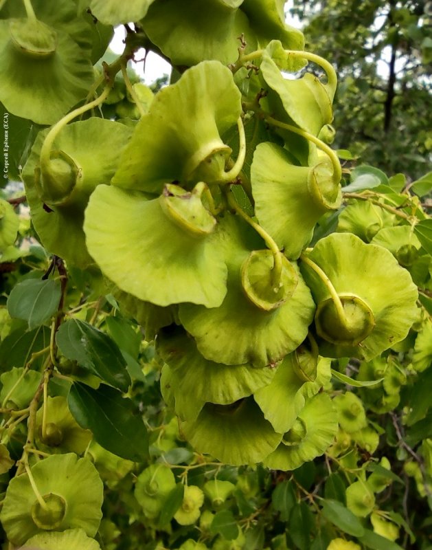 Paliurus spina-Christi
