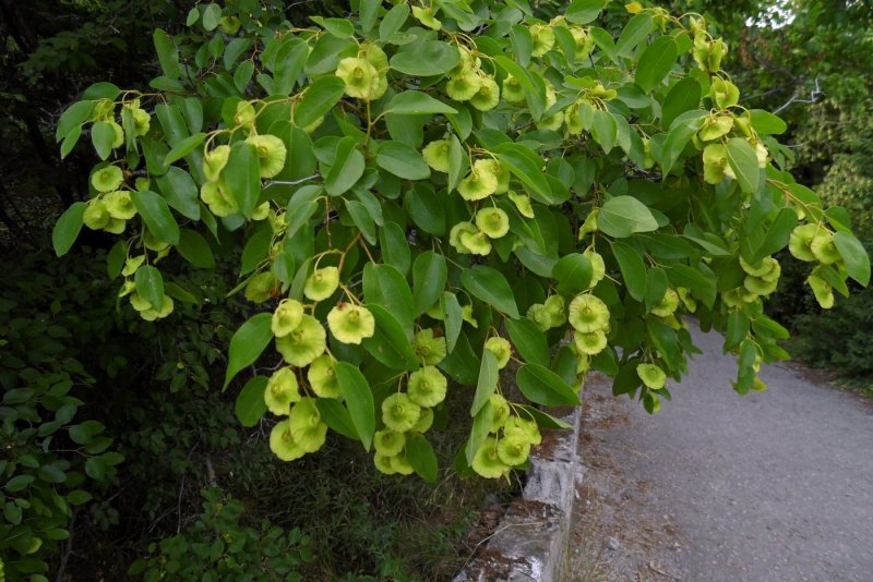 Karaçali (Paliurus spina Christi)